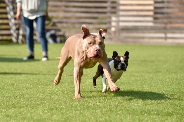 大型犬でも利用できるおすすめのドッグラン