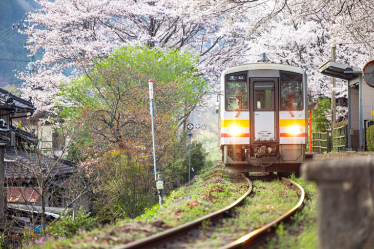 花見スポットを訪れるときの注意点