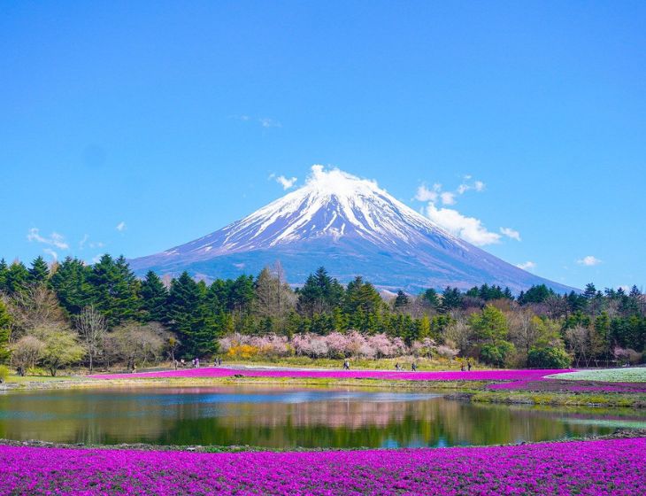 富士山　花