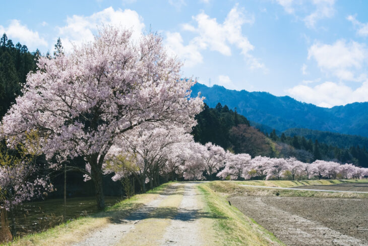 埼玉県の桜の名所１０選