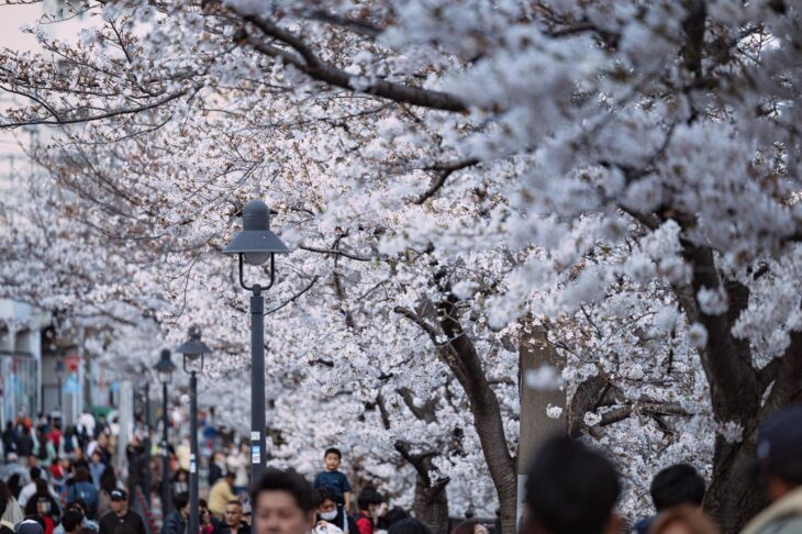 桜鑑賞をより楽しむためのポイント