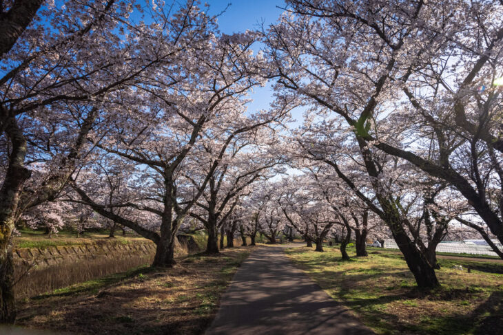 関東エリアで絶対に行くべき桜の名所１０選