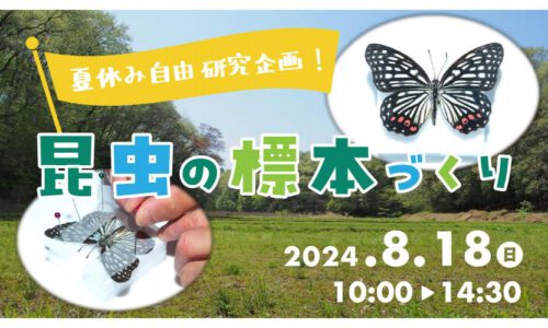 【夏休み自由研究企画】昆虫の標本づくり！