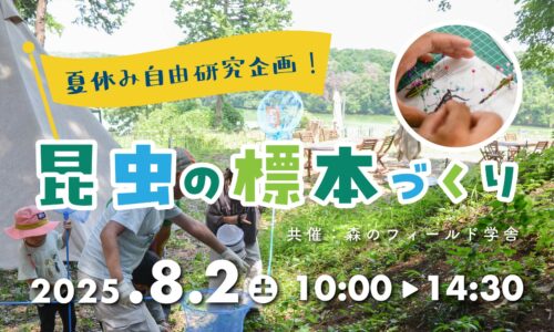 【夏休み自由研究企画】メッツァビレッジで昆虫の標本作り