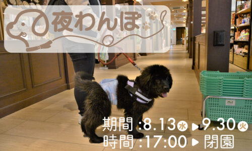 17:00からメッツァでお散歩＆ワンちゃん入館・お食事ができる「夜わんぽ」
