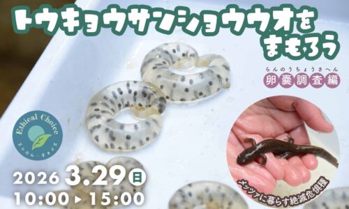 メッツァビレッジにくらすトウキョウサンショウウオの生態を学ぼう！-第6弾 卵のうのカウント調査編-