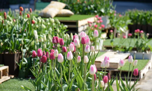 メッツァアイスチューリップテラス2026