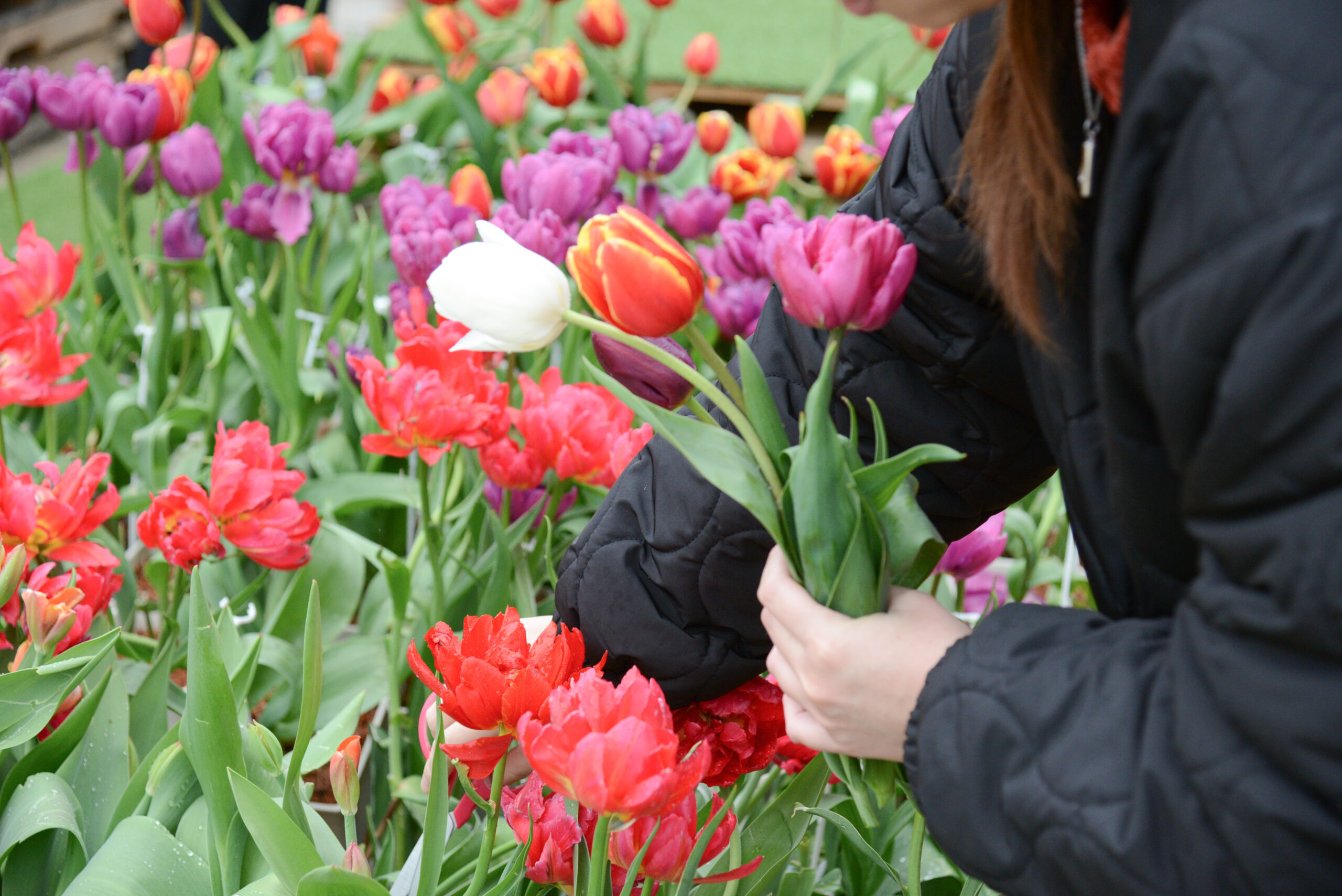 メッツァアイスチューリップテラス2026