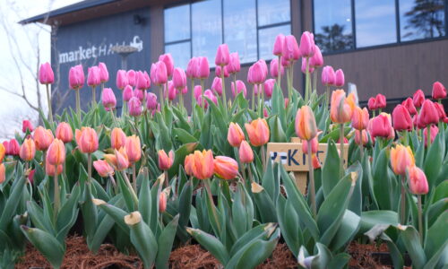 メッツァアイスチューリップテラス2026