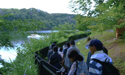 メッツァの水辺でホタル観察！　-夜を照らすグリーンライト⁉- | 森のフィールド学舎　モリマナ埼玉博物誌