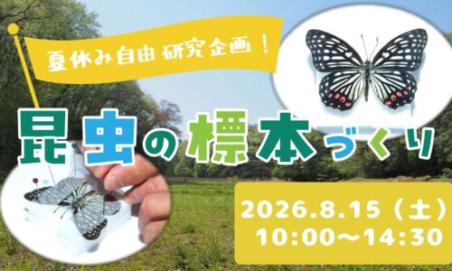 夏休み自由研究企画！メッツァビレッジで昆虫の標本づくり