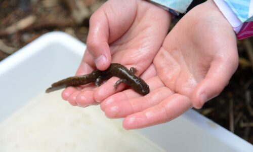 メッツァで生きもの保全活動！　トウキョウサンショウウオを守ろう